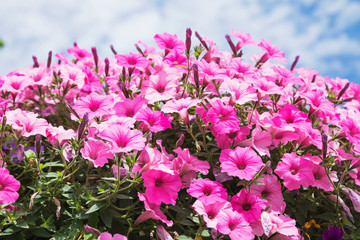 Close-up?of pink blooming petunia flowers