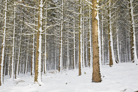 Germany, North Rhine-Westphalia, Snow-covered?spruce forest in High Fens - Eifel Nature Park