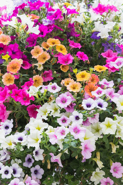 Close-up of colorful blooming petunia flowers