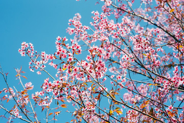 Pink cherry blossom in spring Blue Sky Thailand