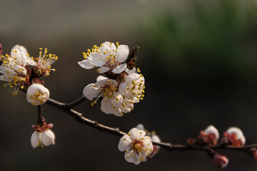 White apricot flower blooms in spring, , background