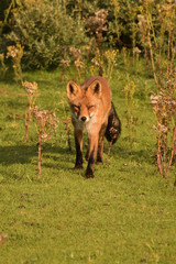 Nice portrait of the front of a fox that hunts through the dunes among the herbs.