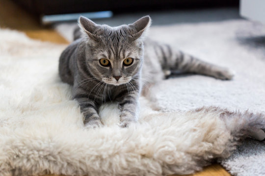 Germany, Portrait of gray British Shorthair?cat relaxing on animal skin rug