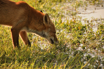 Fox drinks water in a small stream in the dunes.
Photo taken in the AWD (Amsterdamse Waterleidingduinen), the Netherlands.
