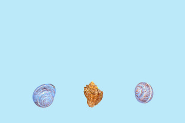 Blue background with three seashells with space for text