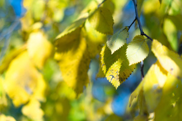 yellow autumn leaves