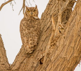 Two well camouflaged Spotted eagle owls in Kgalagadi.