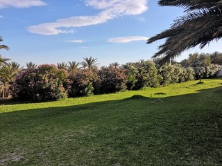 palm trees in the park