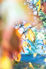 autumn leaves in the sun