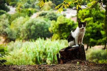 cat plays, sleeps, has fun