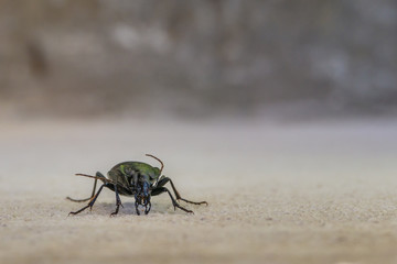 Endemic cretan ground beetle on sandy background, close up.