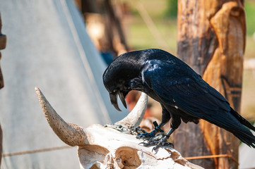 Raven