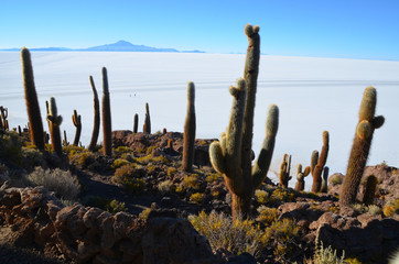 Las kaktusów na solnisku w Uyuni © Tomasz Aurora