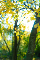 tree with yellow foliage in the sunlight