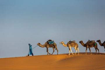 Camels caravan in the dessert of Sahara with beautiful dunes in background. Morocco