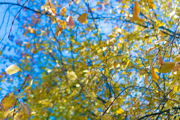 autumn tree in the park in yellow foliage