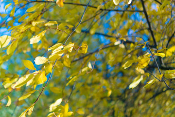 autumn tree in the park in yellow foliage