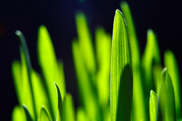 fresh, green grass on black. close-up.