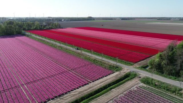Prachtvolle Tulpenfelder in den Niederlanden aus der Luft gefilmt