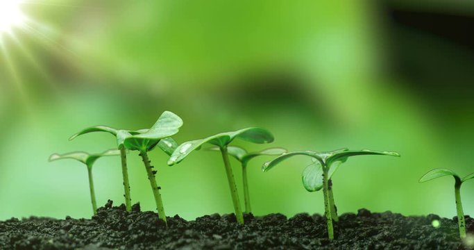 Young cucumber plants germinate under the sun, time lapse, alpha channel