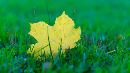 autumn leaves on grass
