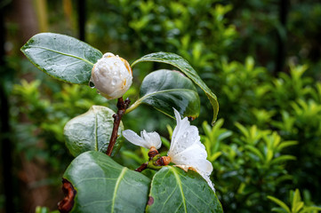 Blooming White Camelia Japonica against a background of blurry green leaves after rainy day.