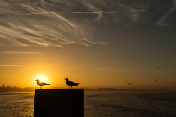 Sightseeing of Morocco. Beautiful sunset in Essaouira with pigeons playing in the background.