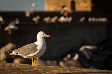 Seagulls of the Essaouira at sunrise with beautiful background. Morocco