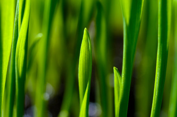 Fototapeta na wymiar fresh, green grass on black. close-up.