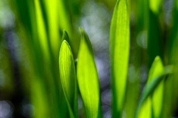 fresh, green grass on black. close-up.