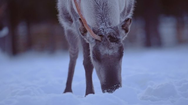 One horned reindeer searching for food, near a snow capped forest, in Lapland, Finland