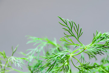 Obraz premium Close-up at dill herb. Anethum graveolens.