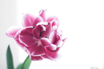 High key photography of purple tulip flower on white background