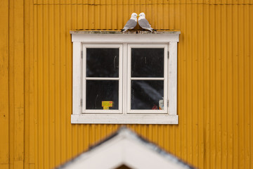 Two seagulls in love on a window of a yellow house in Nusfjord. Lofoten Island, Norway.