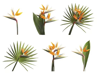 Fototapete Strelitzia Set mit wunderschönen tropischen Blumen des Paradiesvogels auf weißem Hintergrund