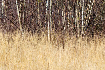reeds in the forest