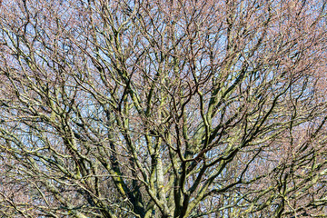 tree in spring