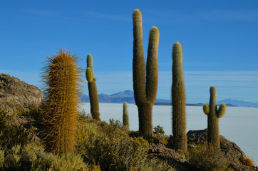 Kaktusy na solnisku w Boliwii - obrazy, fototapety, plakaty