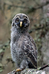 great grey owl cub