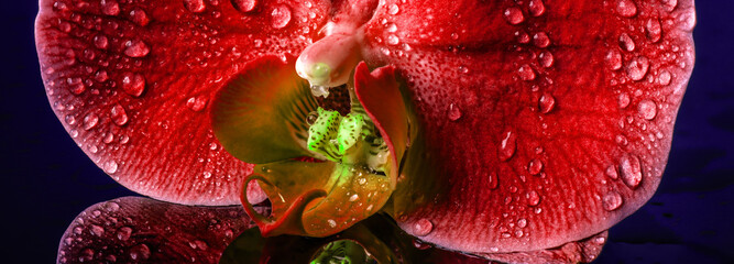 Panoramic view of a red orchid with dew © Maciej