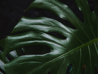 Texture of monstera leaf on dark background. © MagicsPhotos