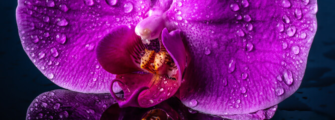 Panoramic view of a pink orchid macro with dew