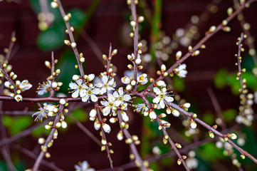 Young shoots with white flowers on tree branch.