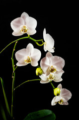 Naklejka na ściany i meble White orchid branch heavy blossoming with large white flowers on dark background. White phalaenopsis orchid branch full of flowers. Blooming orchid. Long branches of bouquet delicate orchid flowers