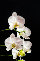 Obraz na płótnie Canvas White orchid branch heavy blossoming with large white flowers on dark background. White phalaenopsis orchid branch full of flowers. Blooming orchid. Long branches of bouquet delicate orchid flowers