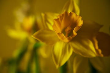 kwiat narcyz