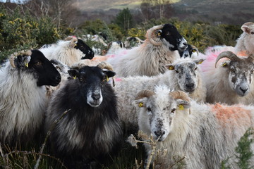 Mountain Sheep in the Kerry Mountains
