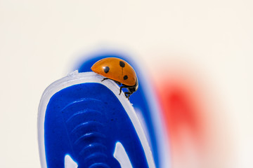 Ladybug on a blue clothespin