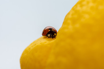 Little red ladybug on a huge yellow lemon