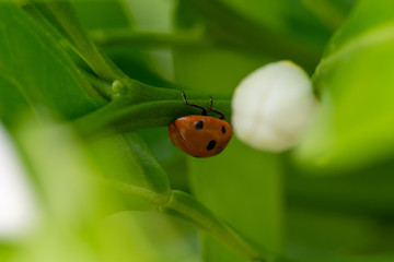 Red ladybug walking among green leaves with rain drops